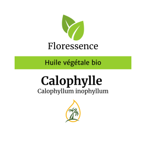 Huile végétale Calophylle Inophylle BIO PROMO – Floressence