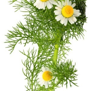 Camomille matricaire – 30gr