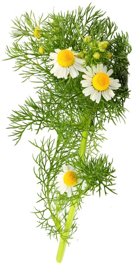 Camomille matricaire