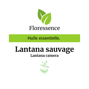 Huile essentielle Lantana sauvage- Floressence