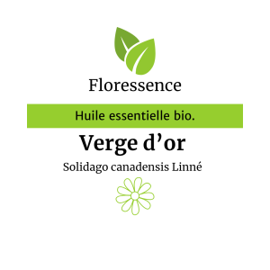Huile essentielle Verge d’or canadensis BIO – Floressence