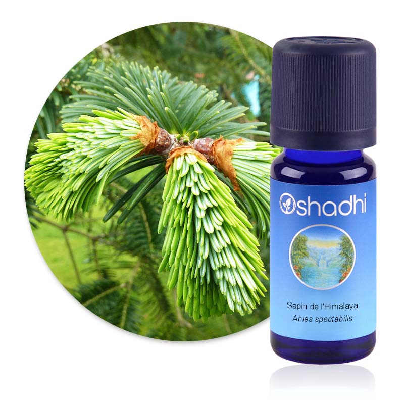 Sapin de l'Himalaya