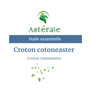 Huile essentielle Croton cotoneaster – Astérale